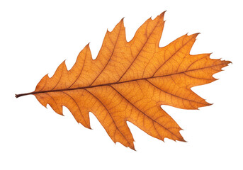 Fototapeta premium A single, detailed oak leaf in warm autumn colors, showcasing intricate veins, isolated on white isolated on transparent background