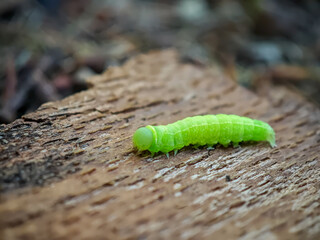Macro shot of a bright green caterpillar on textured wood, isolated against blurred background in natural setting.
