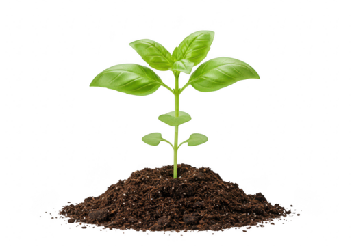 A young basil plant with green leaves growing from a mound of soil, isolated on white isolated on transparent background