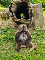 Dominant male gelada baboon sitting on grass in a zoo enclosure, displaying its characteristic red chest patch and long mane.