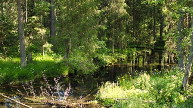 Wide, calm forest stream flowing gently through lush greenery. Clear water reflects summer sunlight. Natural surroundings with fallen trees, rich vegetation, and peaceful atmosphere.