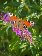 Peacock butterfly with open wings feeding on purple Buddleja flowers in sunny garden, captured from top view with green foliage in background.