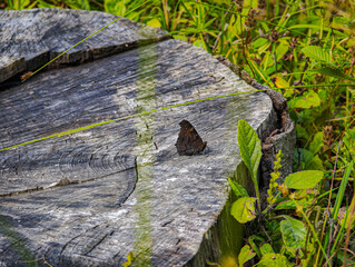 Camouflaged butterfly resting on old tree stump in overgrown meadow, blending with wood texture and surrounded by summer vegetation.