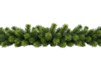 A natural green pine tree branch garland, ideal for christmas and winter decorations, isolated on a transparent background