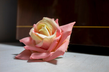Rosa finta gialla e rosa