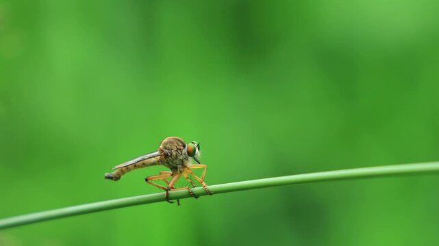 Robber fly (Asilidae) or assassin fly perches on green leaf, Close up Robber flies