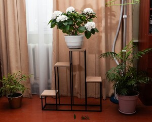 Indoor plant display on a modern tiered plant stand, creating a stylish living room ambiance.
