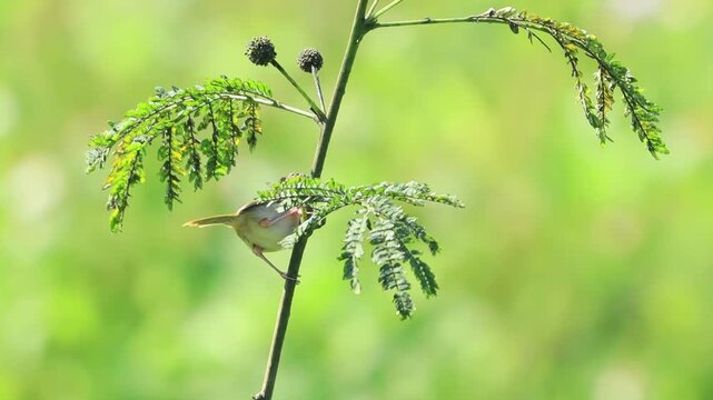 Common Tailorbird perched on tree with green background, Small bird
