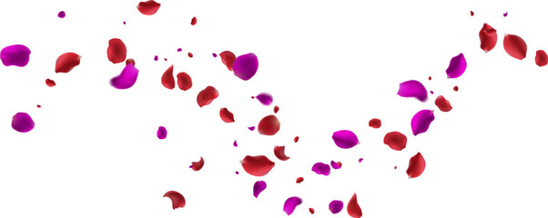 Beautifully Falling Deep Red Rose Petals Symbolizing Passionate Love, Desire,