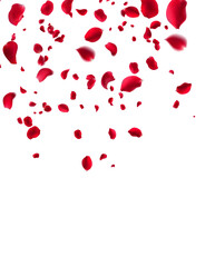 Beautifully Falling Deep Red Rose Petals Symbolizing Passionate Love, Desire, and Profound Romance Perfect Background for Special Occasions Like Valentine's Day Weddings 