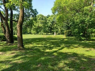 trees in the park