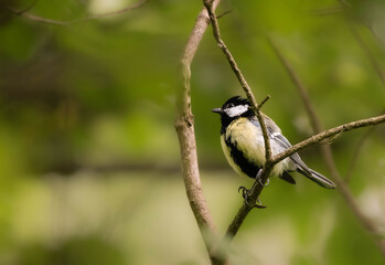 great tit on branch