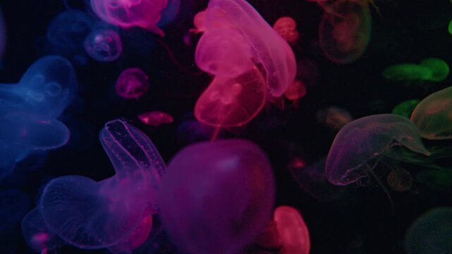 Fluorescent jellyfish swimming, transparent jellyfish underwater shots with a glowing jellyfish moving in the water.