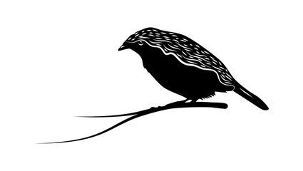 Crested Satinbird, black isolated silhouette
