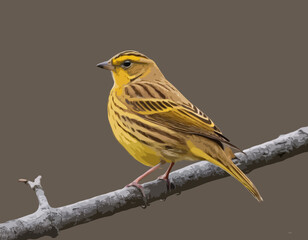 Yellowhammer