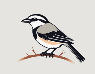 shrike vector illustration