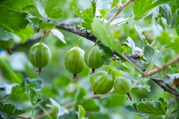 Ripening gooseberries on a branch in the garden