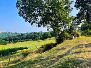 sunlit tuscan hillside with vineyard and ancient Oak