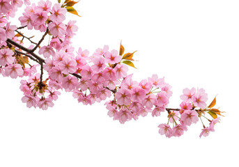 A delicate branch of pink cherry blossoms in full bloom, isolated on a transparent background