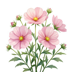 Pink Cosmos Flowers with Green Buds on Transparent Background, Digital Illustration for Web Design