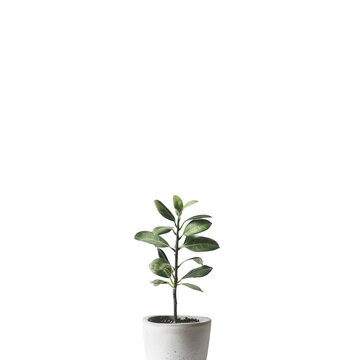 Single houseplant in a light gray pot
