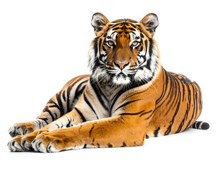 Fototapeta premium Tiger Isolated on White Background