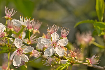 Closeup of white cherry plum flowers in the spring garden, selective focus with bokeh background - prunus cerasifera 
