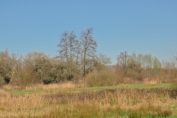 Fototapeta premium Sunny marsh landscape with golden reed and bare winter trees in Bourgoyen nature reserve, Ghent, Flanders, Belgium 