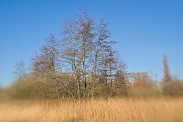 Sunny marsh landscape with golden reed and bare winter trees in Bourgoyen nature reserve, Ghent, Flanders, Belgium 