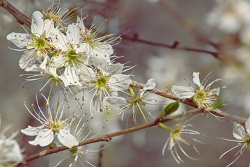 Bright white blackthorn blossoms in the spring forest - prunus spinosa. 