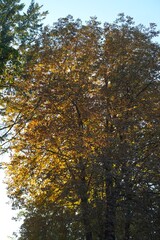 autumn leaves in the forest