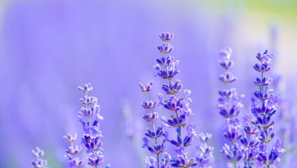Fototapeta premium Lavender flowers closeup, macro shot with blurred background for copy space for text and advertising.