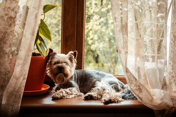 A Yorkshire Terrier lounges by a window, enjoying the warmth of the day and the comfort of home. A...
