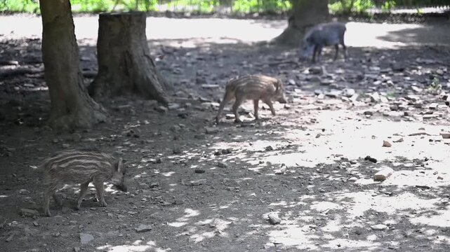 wildschwein baby natur zoo