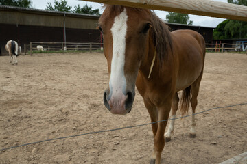 pferd tier natur bauernhof