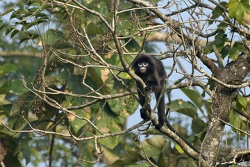 Phayre's leaf monkey (Trachypithecus phayrei), also known as Phayre's langur, is a species of Old World monkey at Dosdewa, Karimganj, Assam, India