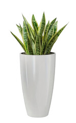 Vibrant snake plant in glossy white planter with lush green leaves isolated on transparent background