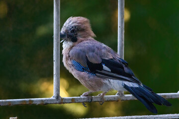 Close-up of eurasian jay perching