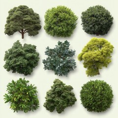 Obraz premium Collection of nine diverse green ornamental shrubs and trees arranged in a grid pattern on a neutral background