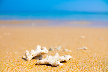 Corals on the sand on the seashore. Seascape background, sandy shore with corals and shells.