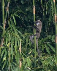 Phayre's leaf monkey (Trachypithecus phayrei), also known as Phayre's langur, is a species of Old World monkey at Dosdewa, Karimganj, Assam, India