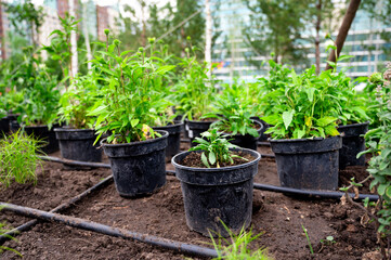 Green plants in plastic pots prepared for planting in a landscaped public area. Urban gardening and...