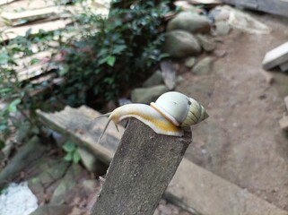 Small snails with white shells live in the wild.
