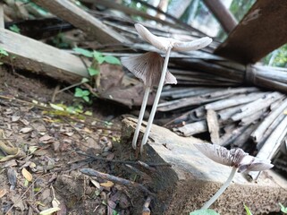 Obraz premium Umbrella-shaped mushrooms are white in color and grow in rural yards.