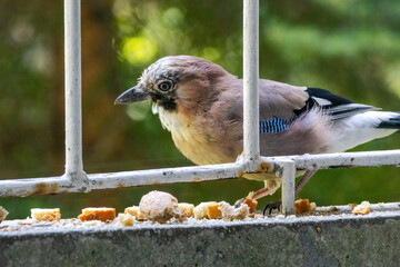 Fototapeta premium Close-up of eurasian jay perching