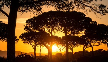 Silhouette of pine trees at sunset