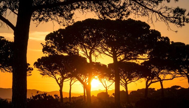 Silhouette of pine trees at sunset