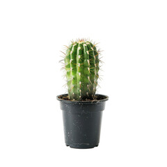 Small green cactus in dark pot