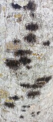 Abstract Grey Tree Bark Texture with Lichen Growth
