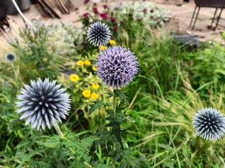 The common eryngium begins to bloom in the garden